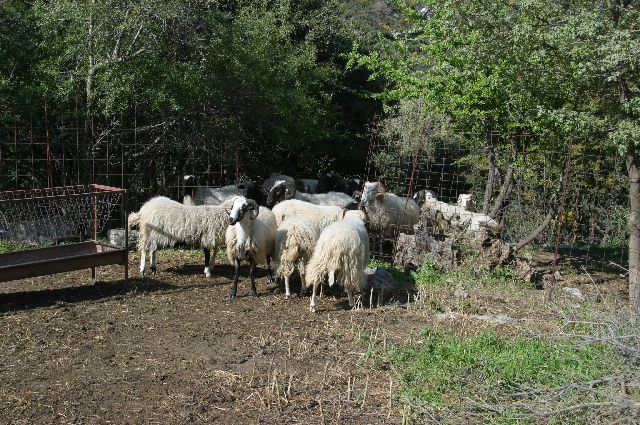 Kreta2007-0113 Deze schapen zijn hun paaslot ontlopen ;-)