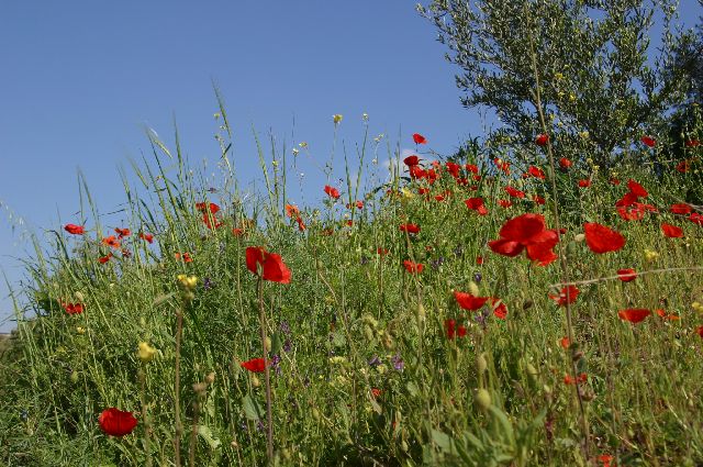 Kreta2007-0125 