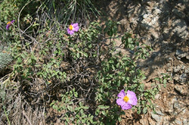 Kreta2007-0134 