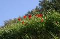 Kreta2007-0123 In Flanders Fields, the poppies blow