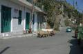 Kreta2007-0223 Terwijl we in Kamares wachten op onze pickup komt nog een kudde overlevenden van de paasslachting aangestapt.