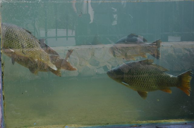 Kreta2007-0227 