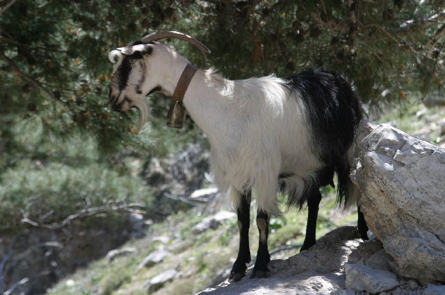 Kreta2007-0252 