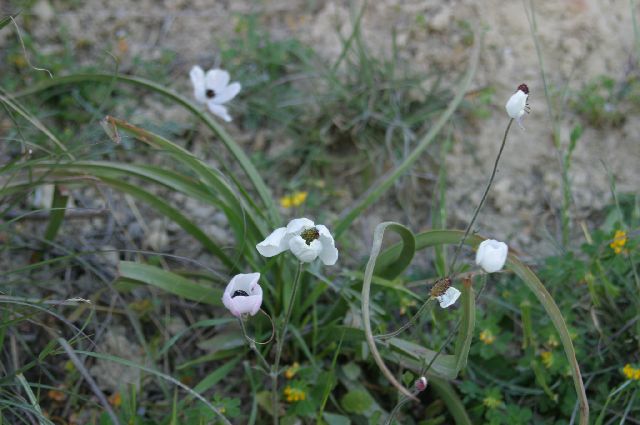 Kreta2007-0286 