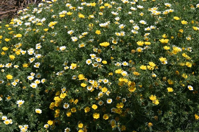 Kreta2007-0430 