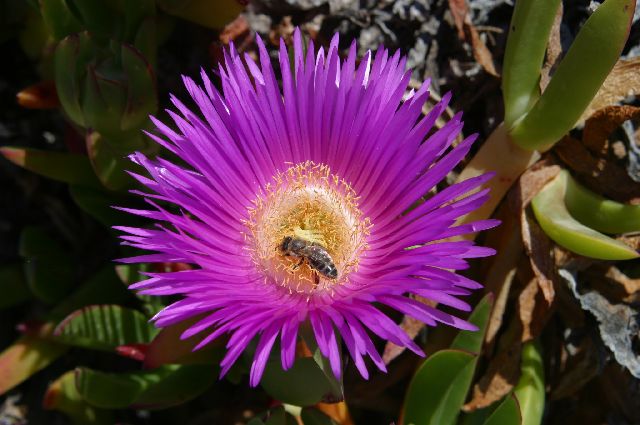 Kreta2007-0437 