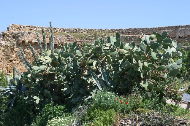 Kreta2007-0509 