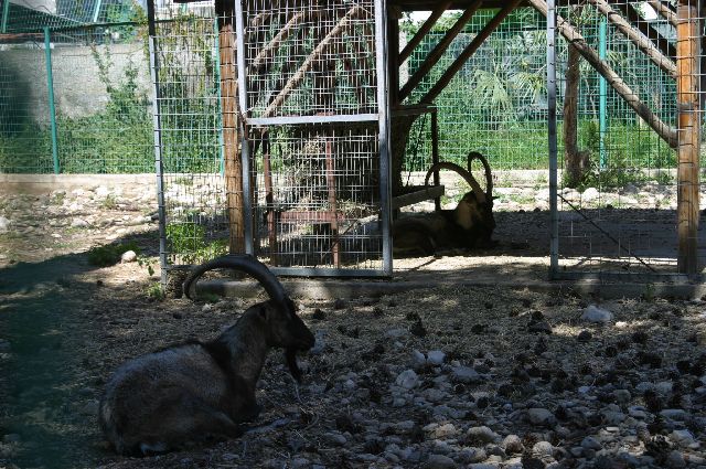 Kreta2007-0531 