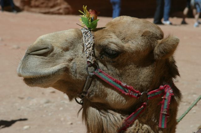 Jordanie2008-0556 