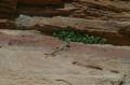 Jordanie2008-0716 