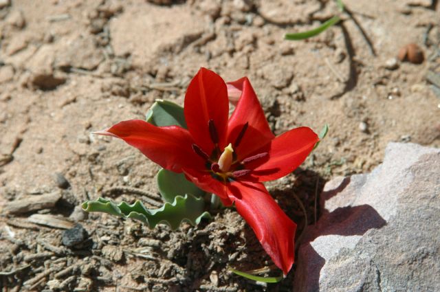 Jordanie2008-0779 