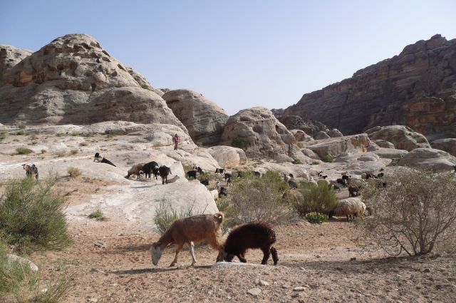 Jordanie2008-0843 