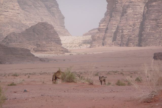 Jordanie2008-1071 