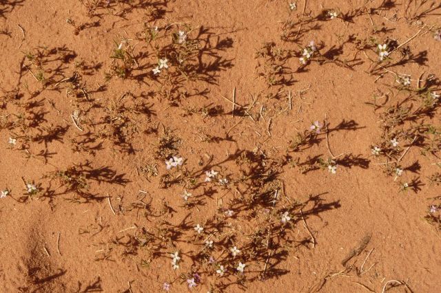 Jordanie2008-1138 