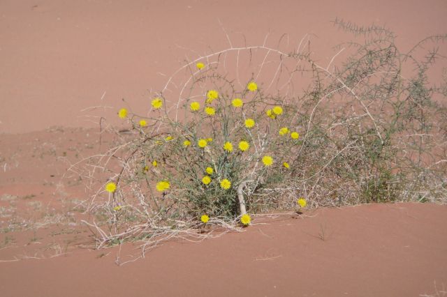Jordanie2008-1149 