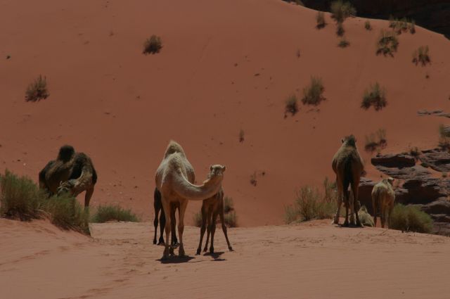 Jordanie2008-1193 