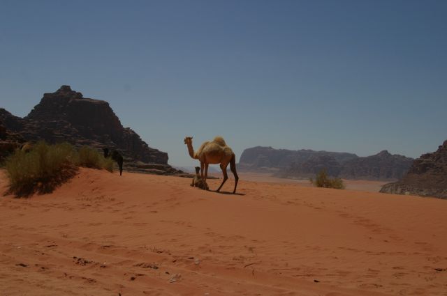 Jordanie2008-1199 