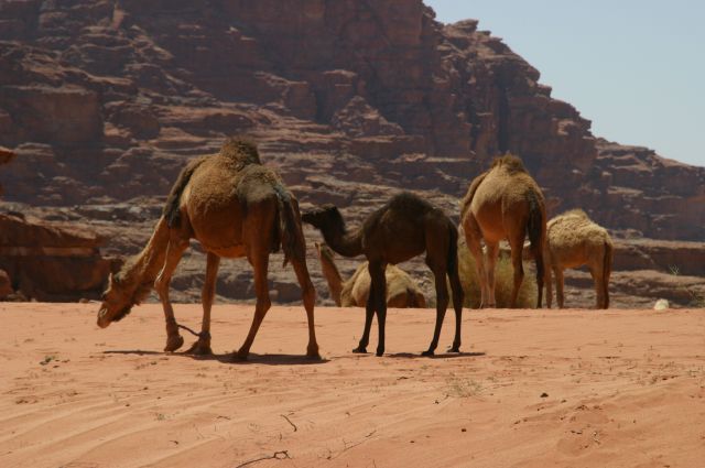 Jordanie2008-1201 