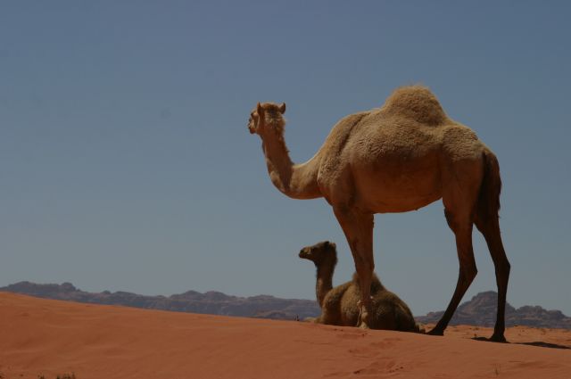 Jordanie2008-1204 