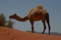 Jordanie2008-1205 