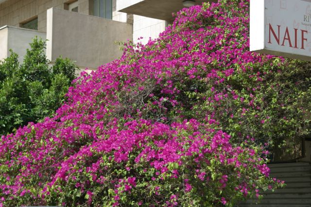 Jordanie2008-1661 