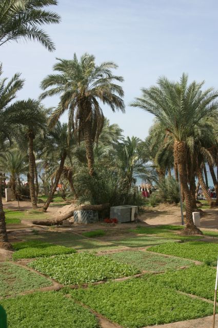 Jordanie2008-1670 
