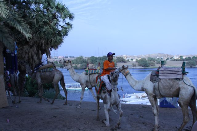 Egypte2010-468 