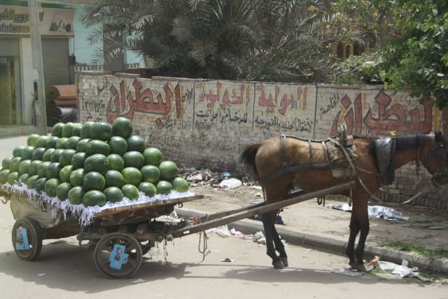 Egypte2010-751 