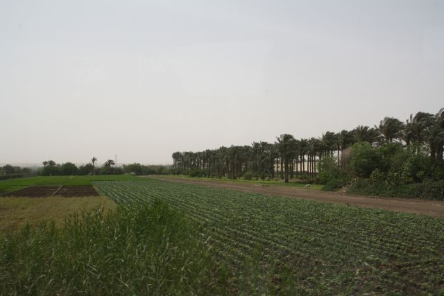 Egypte2010-772 