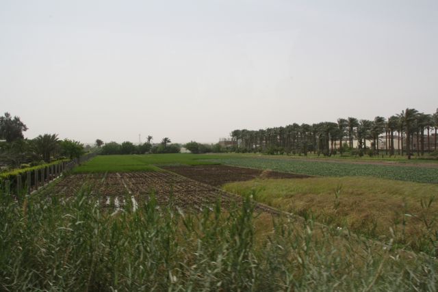 Egypte2010-773 