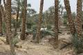 Egypte2010-784 